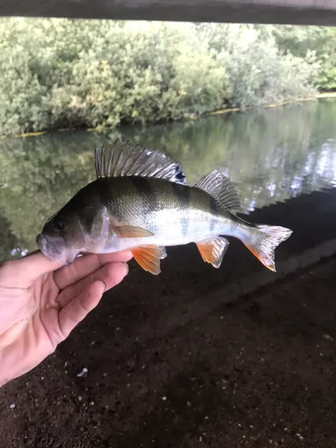 Flussbarsch