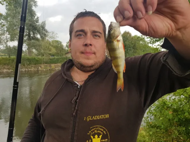 Flussbarsch