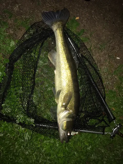 Zander