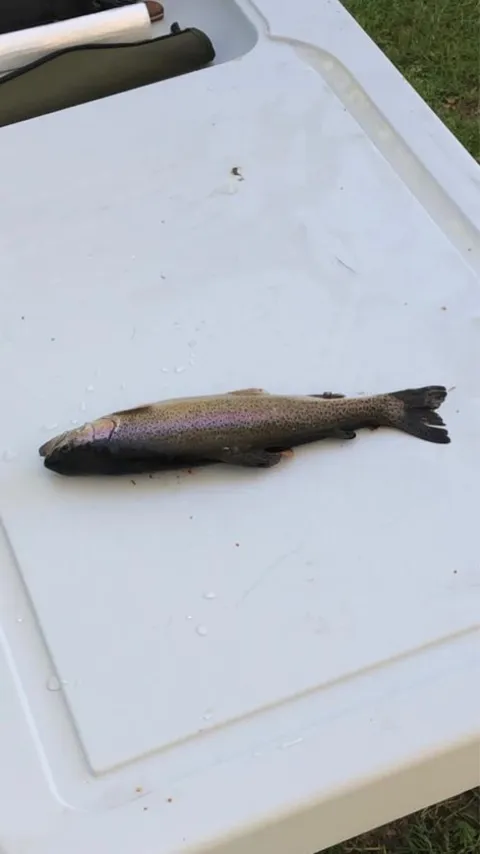 Regenbogenforelle