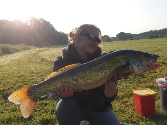 Zander