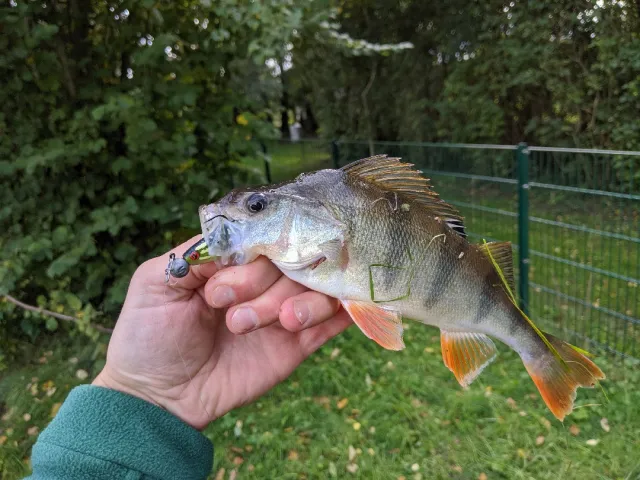 Flussbarsch
