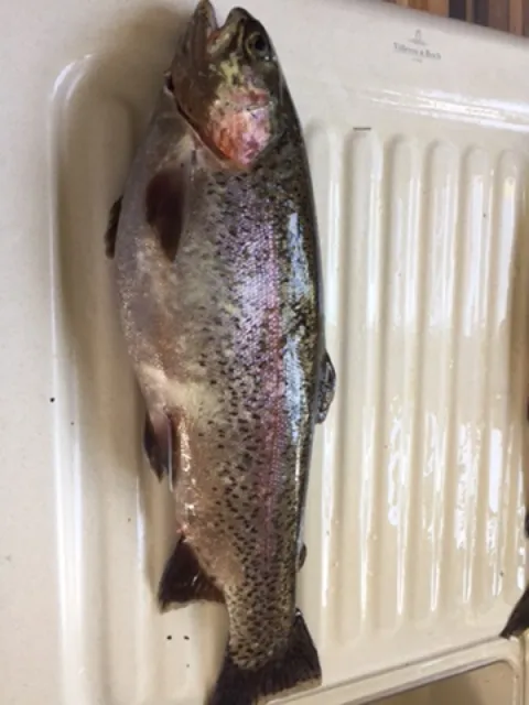 Regenbogenforelle