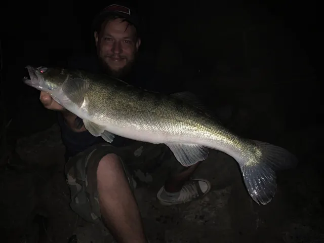 Zander