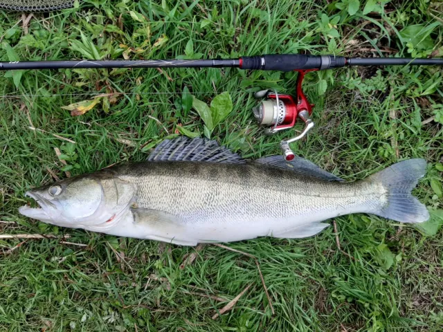 Zander