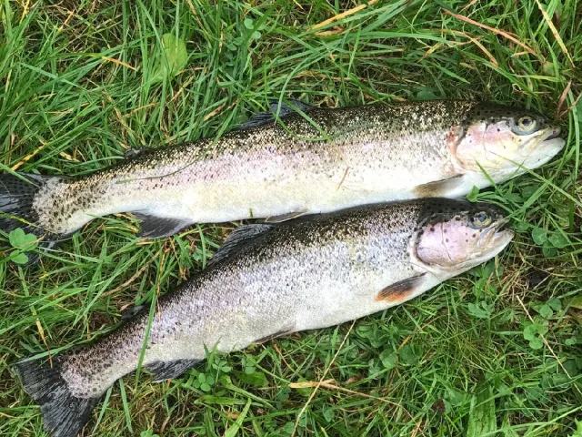 Regenbogenforelle