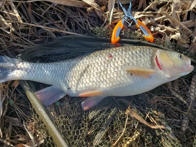Döbel