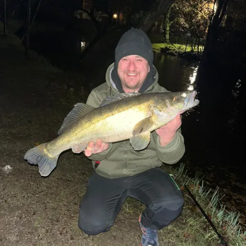 Zander
