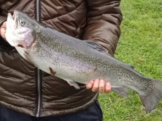 Regenbogenforelle