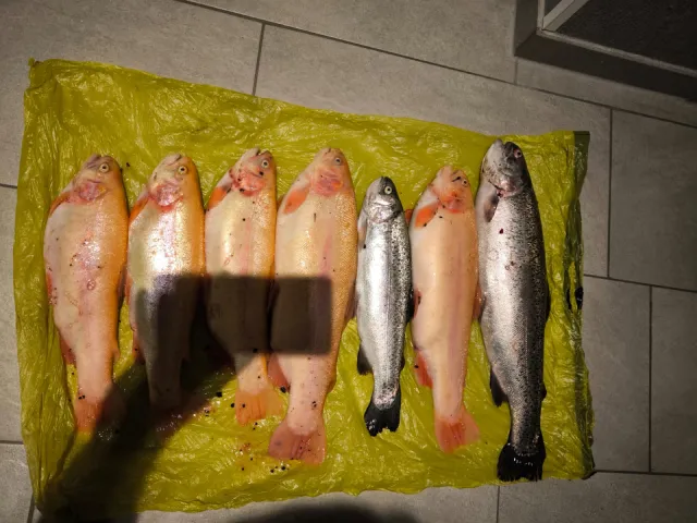 Regenbogenforelle