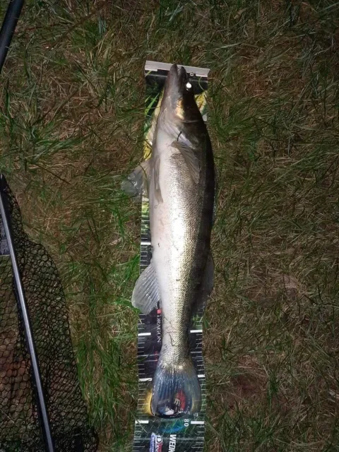 Zander