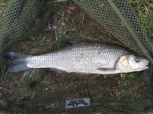 Döbel