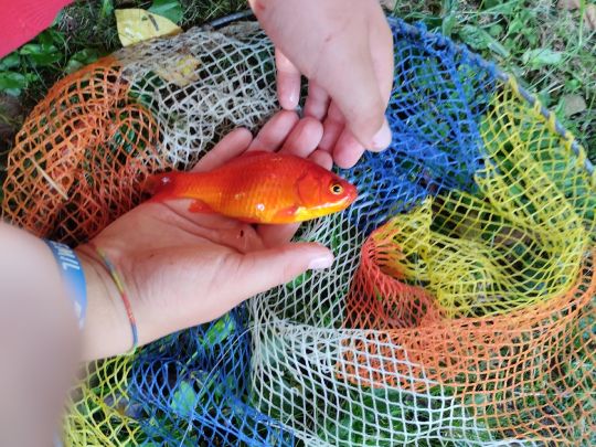 Goldfisch