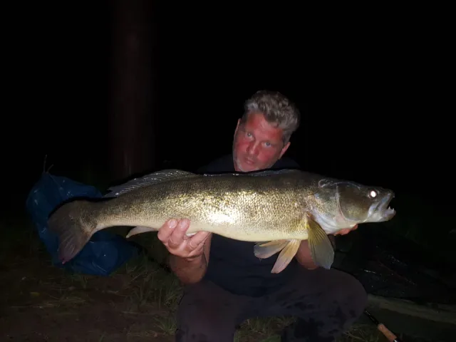 Zander
