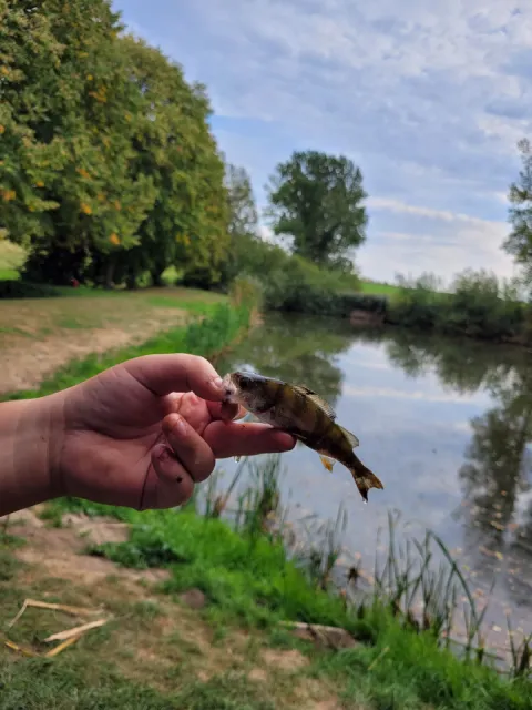Flussbarsch