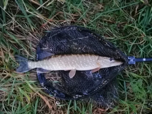 Hecht