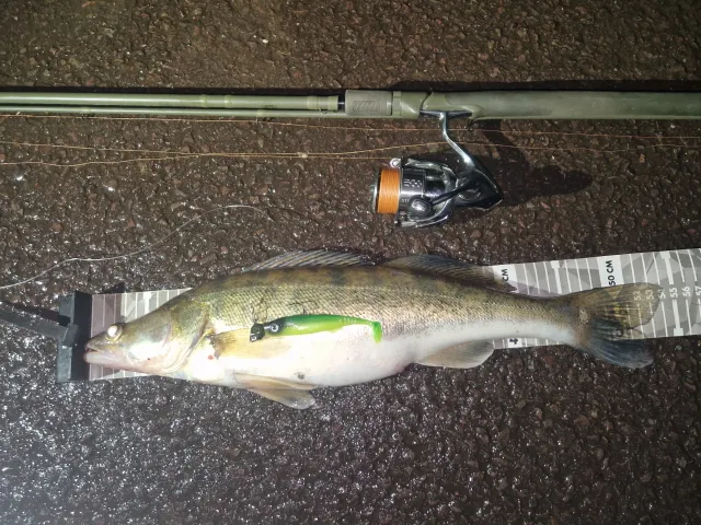 Zander