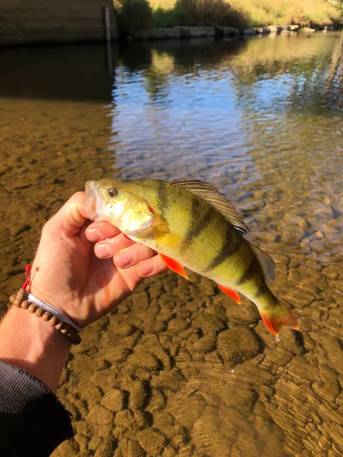Flussbarsch