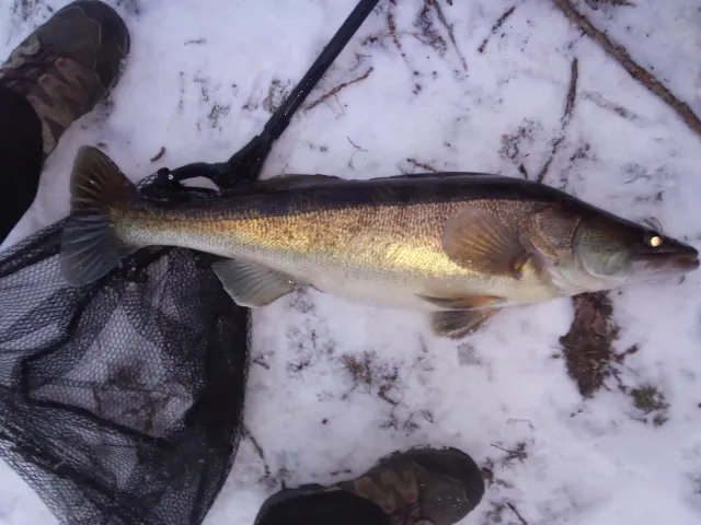 Zander
