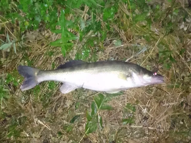 Zander