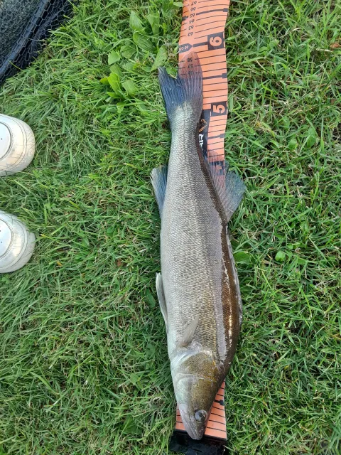 Zander
