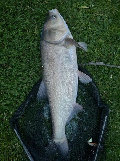Marmorkarpfen