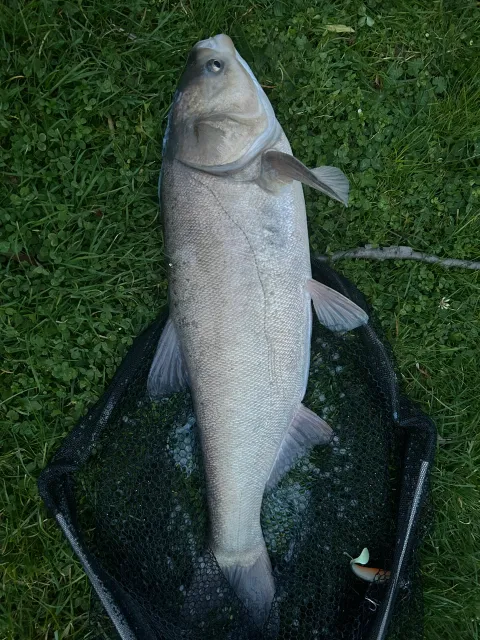 Marmorkarpfen