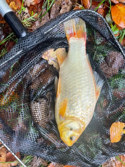 Goldfisch