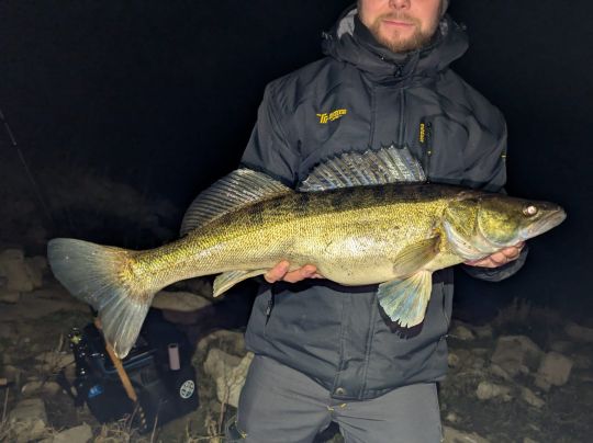 Zander