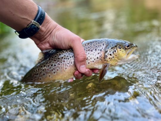 Bachforelle