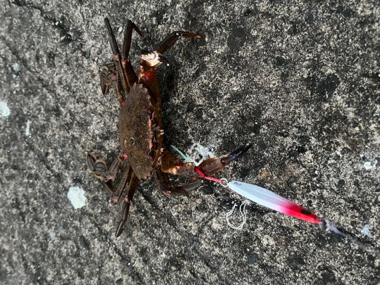 Strandkrabbe