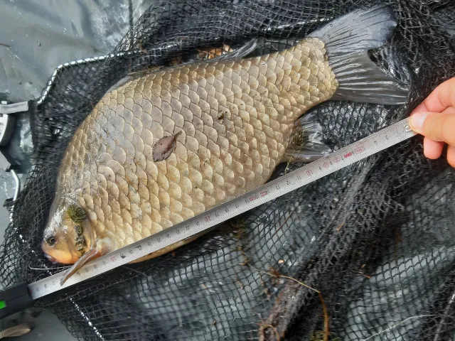 Giebel