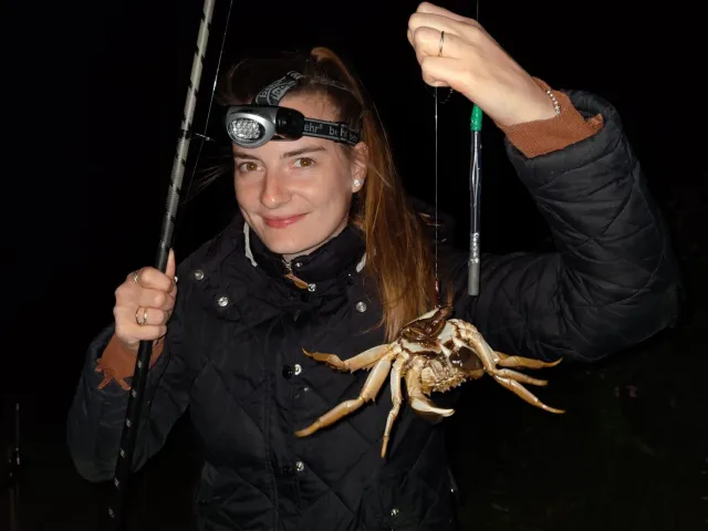Strandkrabbe