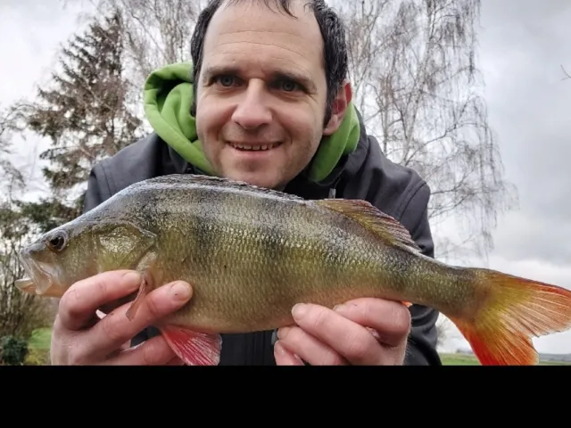 Flussbarsch