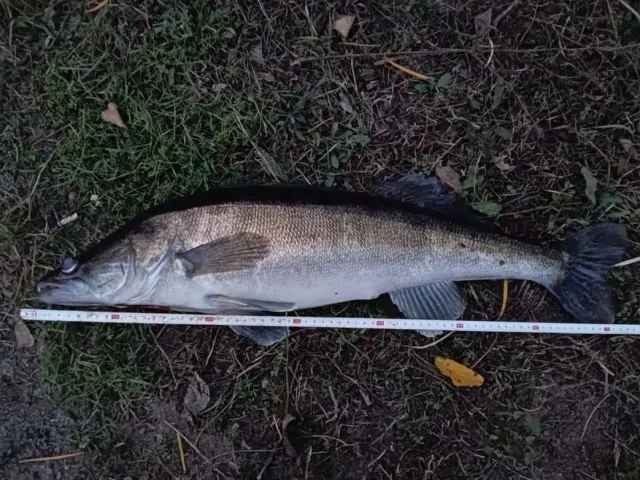Zander