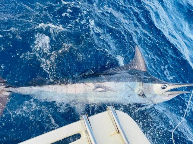 Marlin