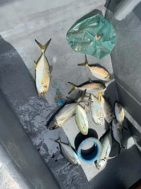 Amberjack