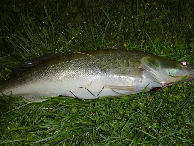 Zander