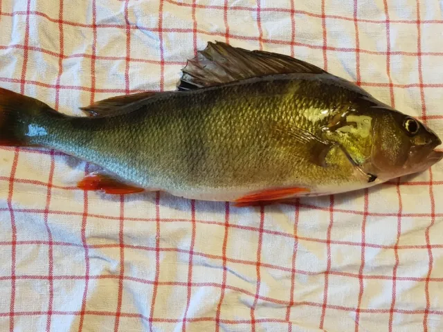 Flussbarsch