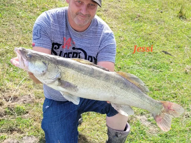 Zander