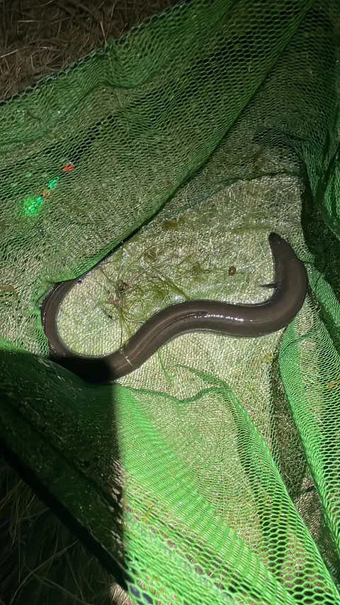 Aal