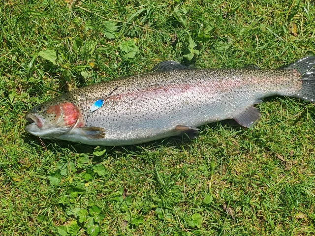 Regenbogenforelle