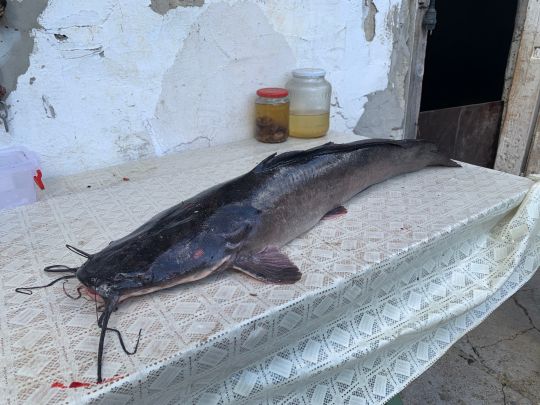 Afrikanischer Raubwels