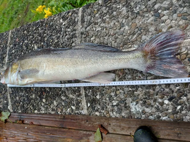 Zander