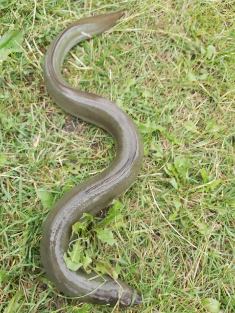 Aal