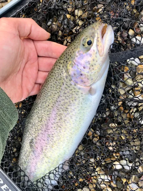 Regenbogenforelle