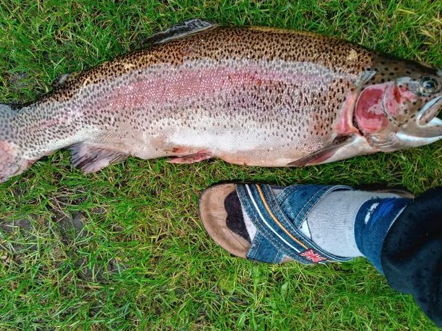 Regenbogenforelle