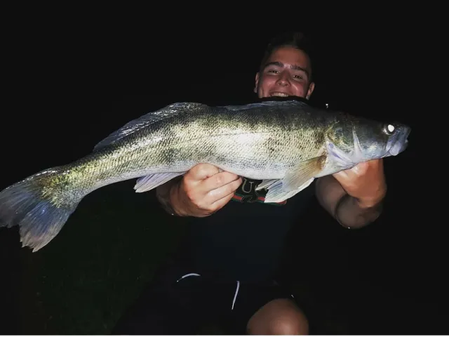 Zander