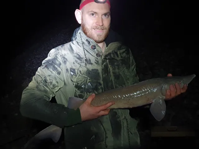 Stör