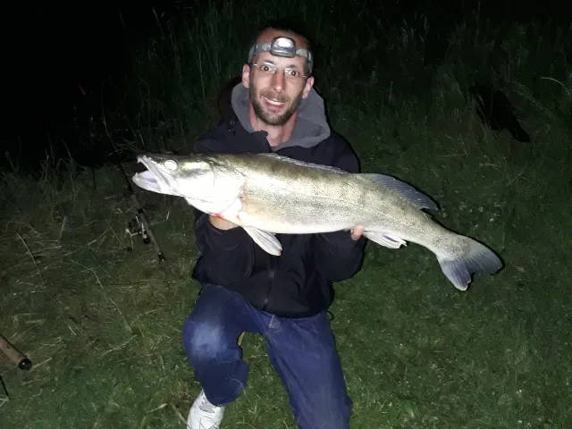 Zander